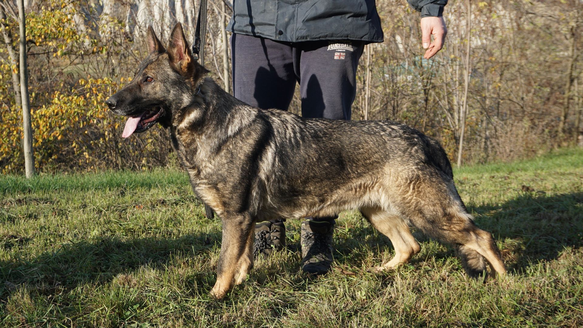 Un pastore tedesco in piedi nell'erba con una persona; il cane ha il pelo grigio.
