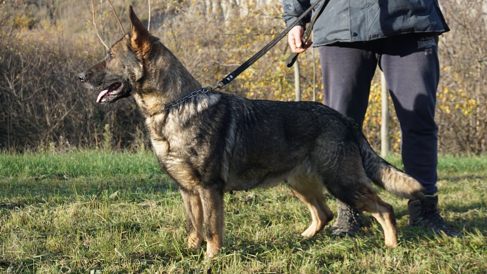 Un pastore tedesco è in piedi sull'erba, tenuto in braccio da una persona. Il cane ha un mantello grigio e marrone.