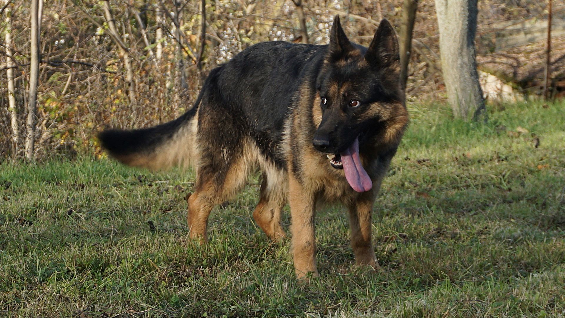 Un pastore tedesco dal pelo nero e marrone chiaro è fermo e ansimante in un campo erboso.
