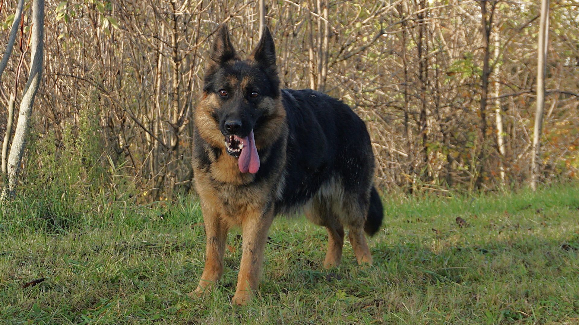Cane da pastore tedesco in piedi sull'erba, con la lingua fuori, in una zona boscosa.