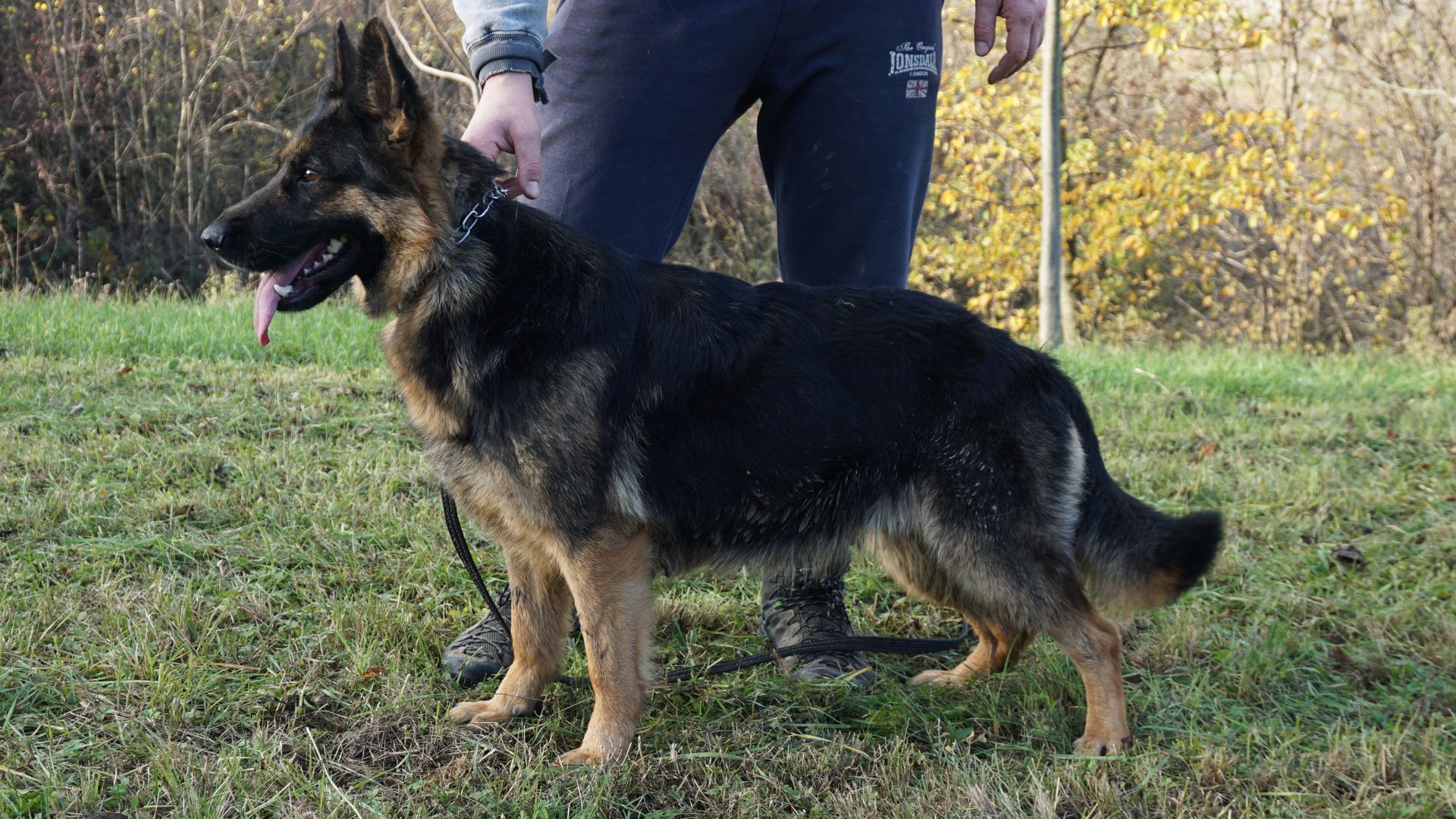 Cane pastore tedesco in piedi sull'erba, tenuto in braccio da una persona in un campo.