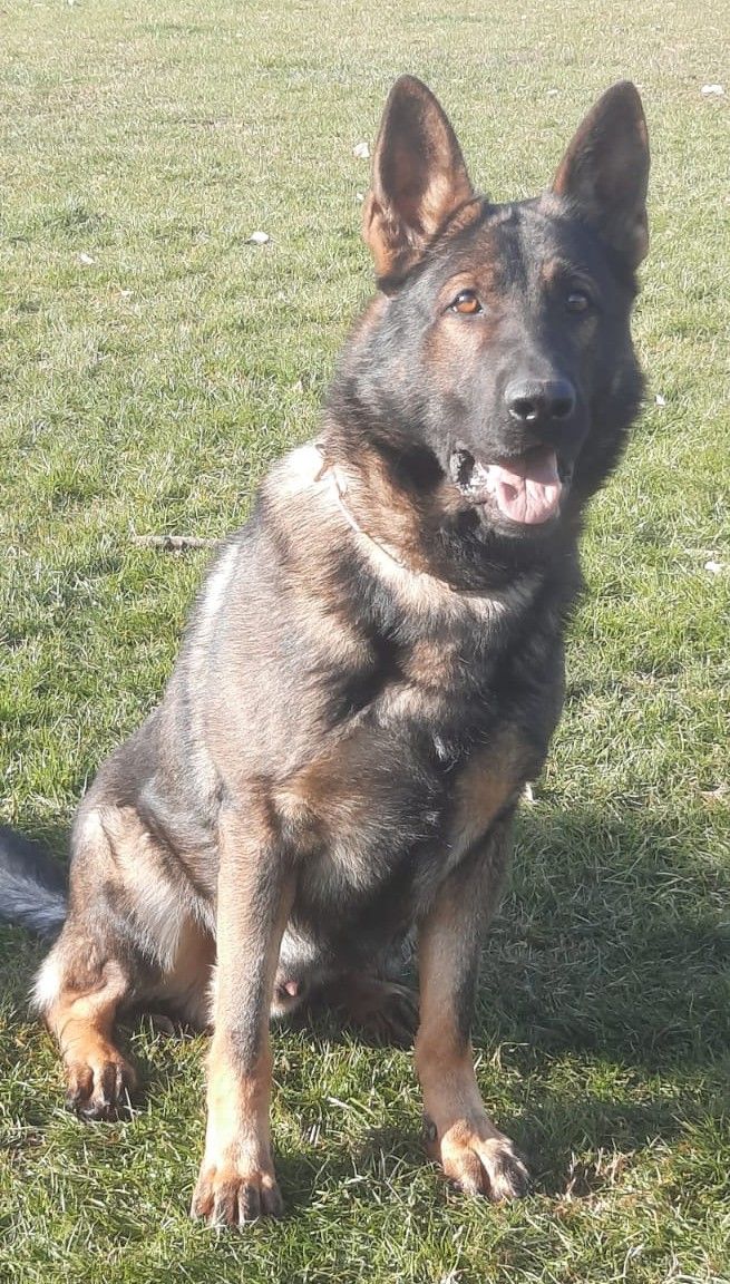 Cane pastore tedesco nero che ansima con la lingua fuori, in un ambiente erboso all'aperto.