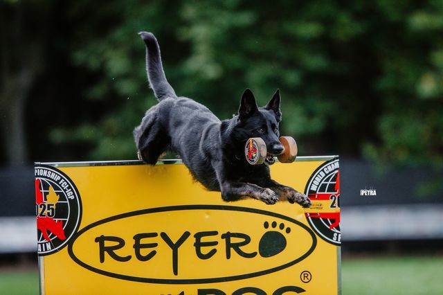 Cane pastore tedesco nero che ansima con la lingua fuori, in un ambiente erboso all'aperto.