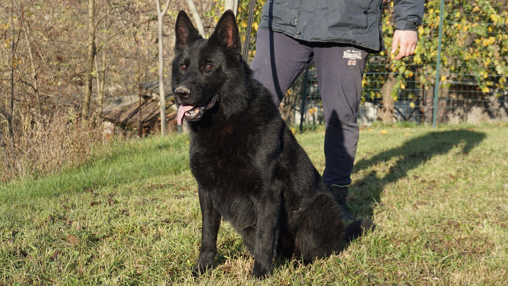 Un pastore tedesco nero è seduto sull'erba, accanto a una persona in un parco.
