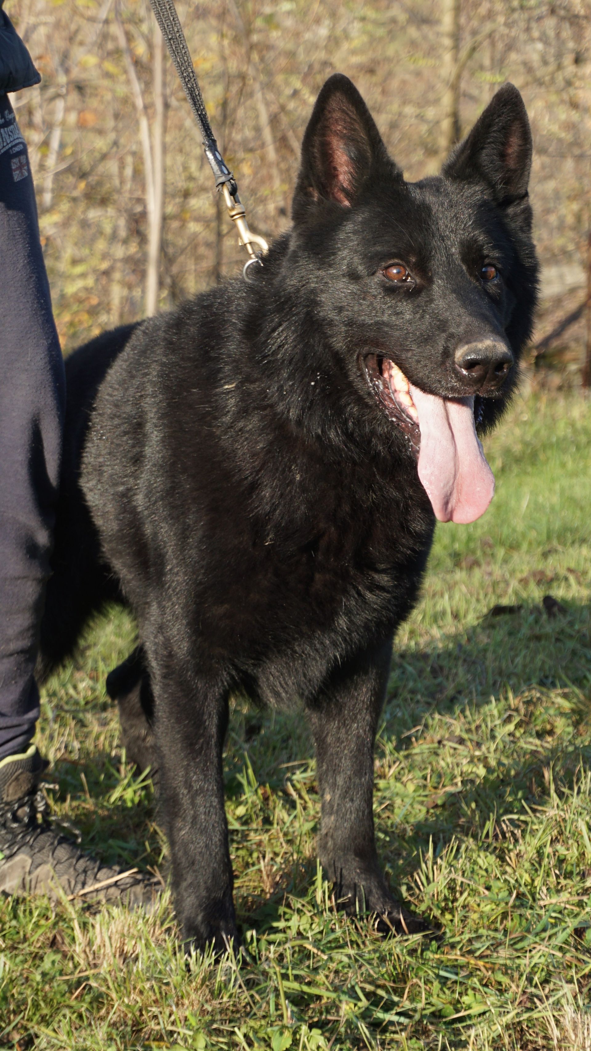 Cane nero con la lingua di fuori, in piedi sull'erba, tenuto al guinzaglio, guarda verso destra.