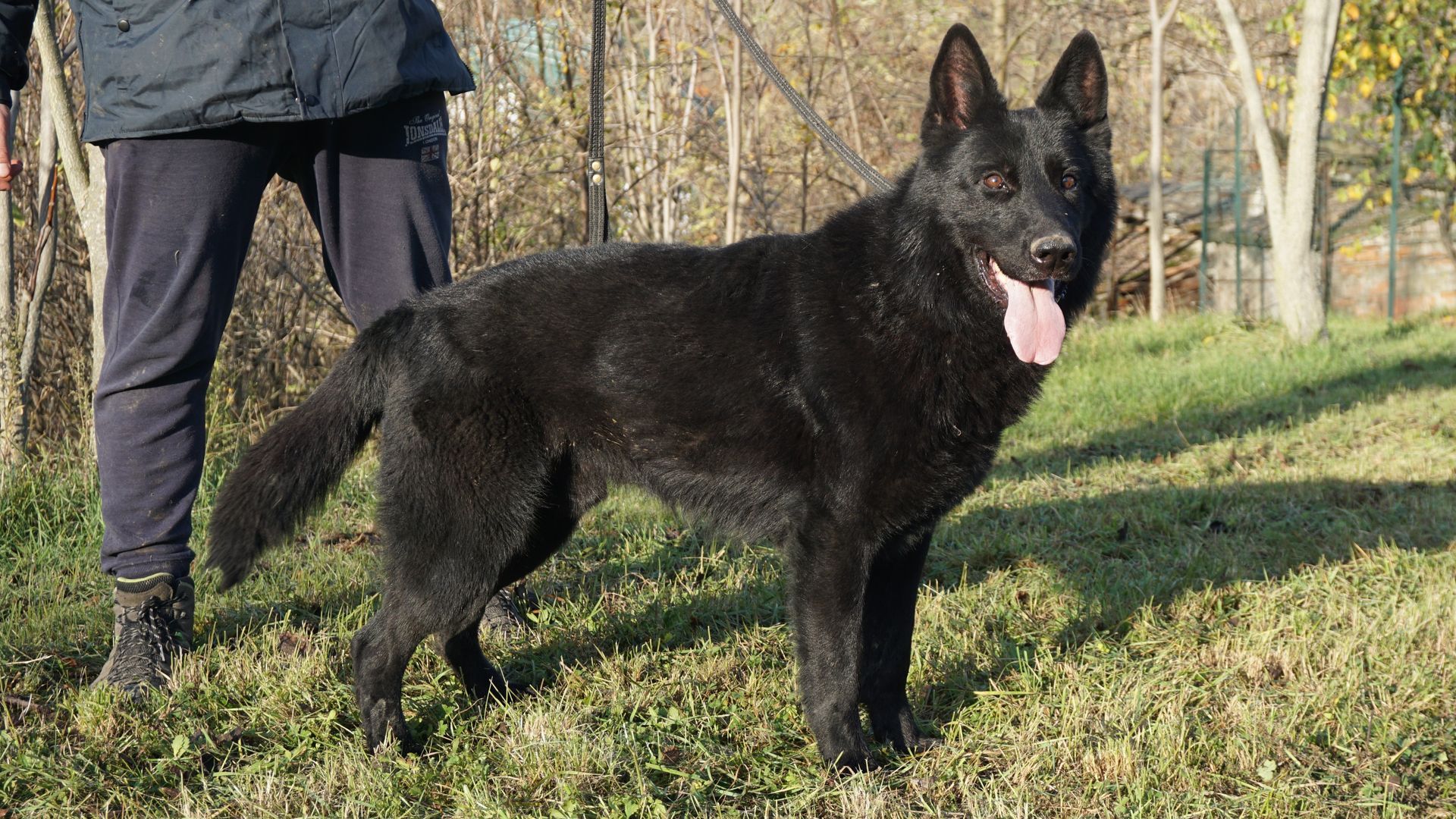 Cane pastore tedesco nero in piedi sull'erba, persona che tiene il guinzaglio.
