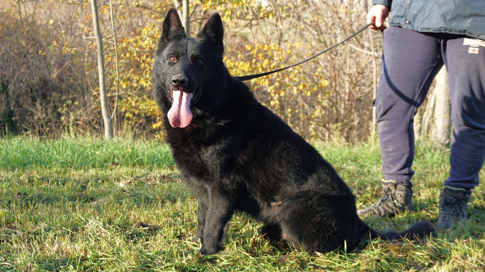 Un pastore tedesco nero è seduto sull'erba, ansimante, con una persona che gli tiene il guinzaglio.