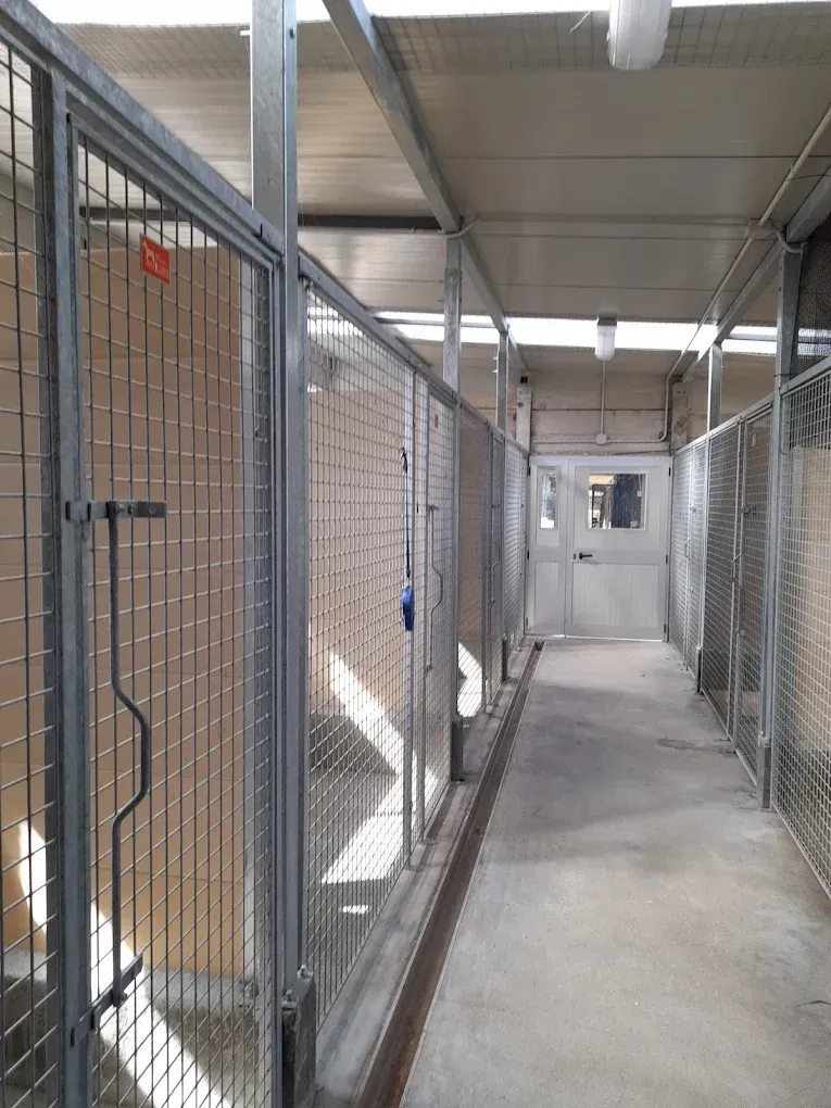 Cucce per cani in un edificio con gabbie metalliche e pavimenti in cemento.