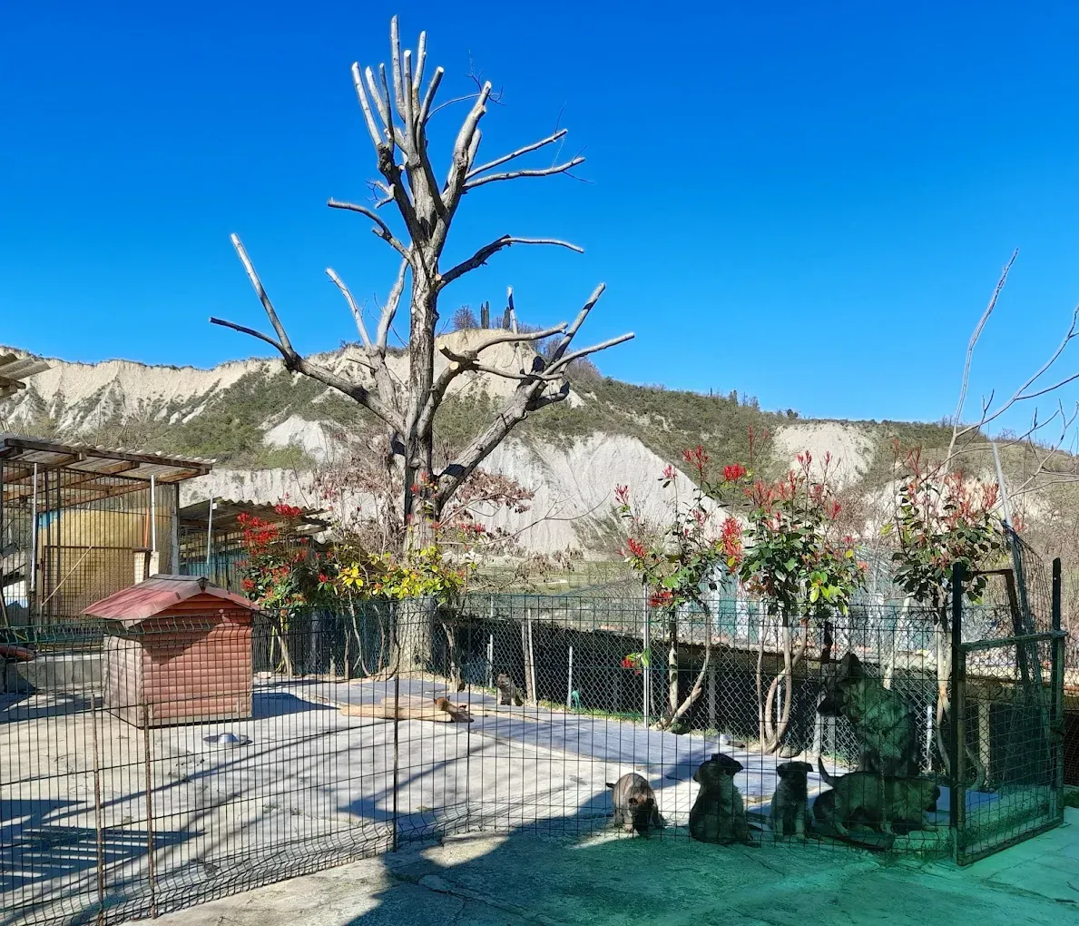 Recinto dello zoo con recinzione, fiori rossi, albero morto, montagne e cielo azzurro e limpido.