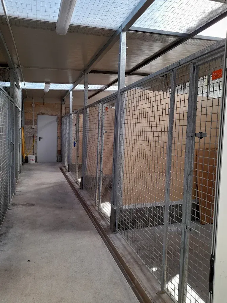 Cucce per cani da interno disposte in fila con recinzione metallica, pavimento in cemento e illuminazione dall'alto.