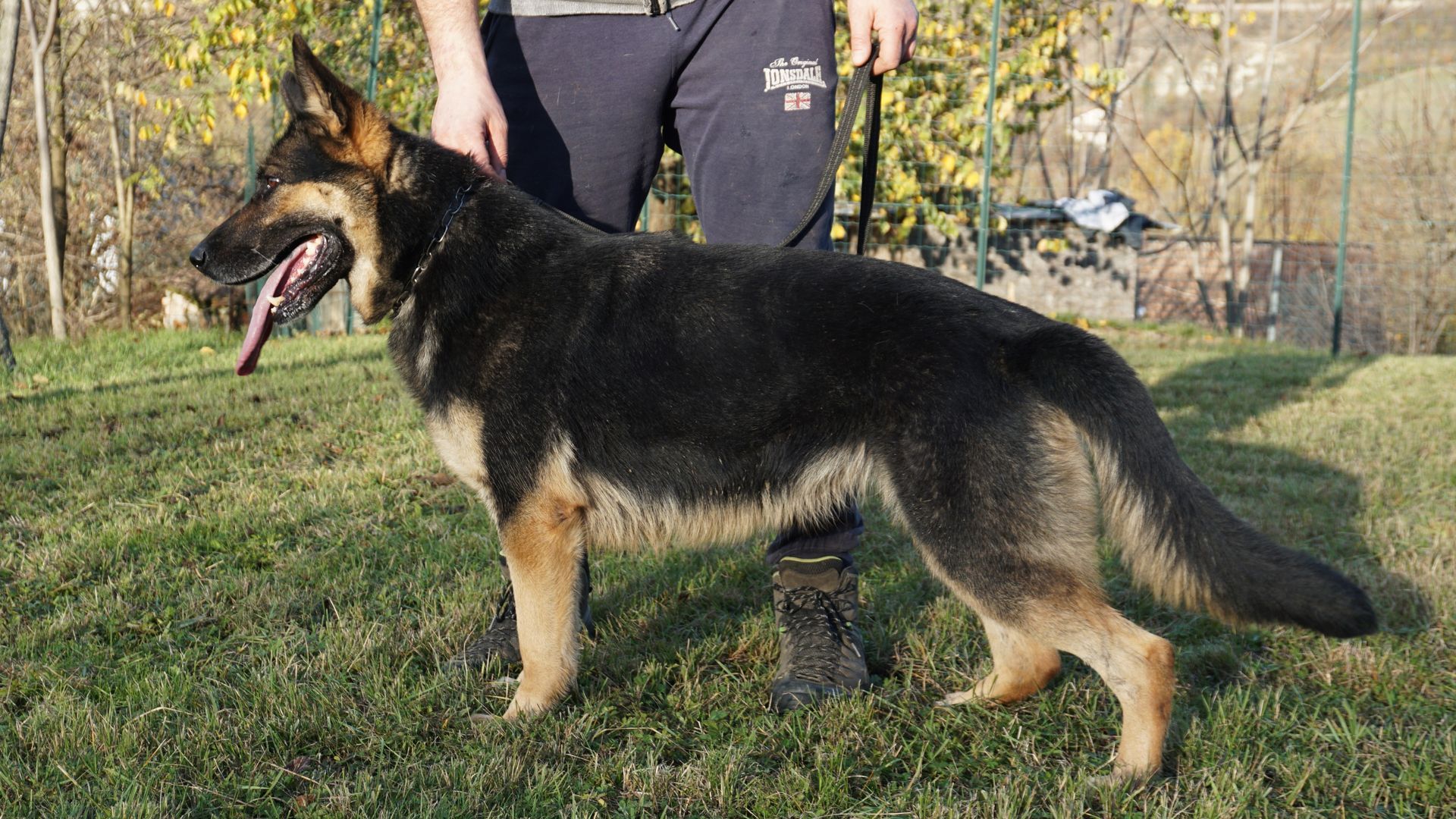 Un pastore tedesco nero focato in piedi sull'erba, tenuto al guinzaglio da una persona con pantaloni scuri.