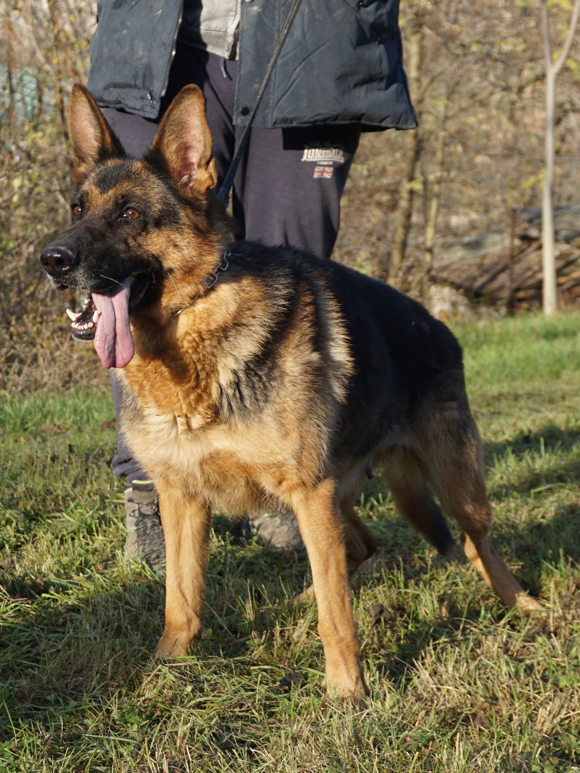 Cane da pastore tedesco in piedi sull'erba, ansimante con la lingua fuori, mantello nero e marrone chiaro, tenuto in braccio da una persona.