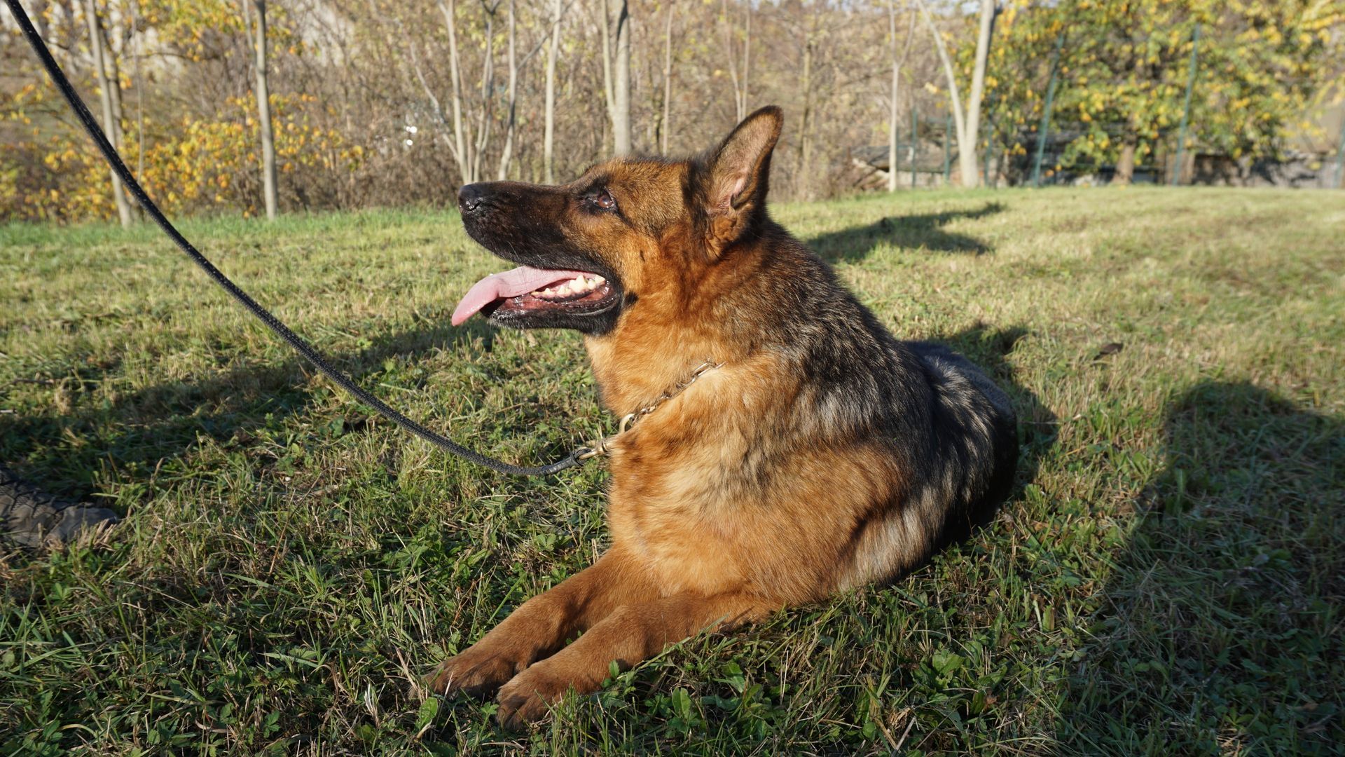 Cane da pastore tedesco che riposa sull'erba, ansimante, al guinzaglio, in un ambiente soleggiato all'aperto.