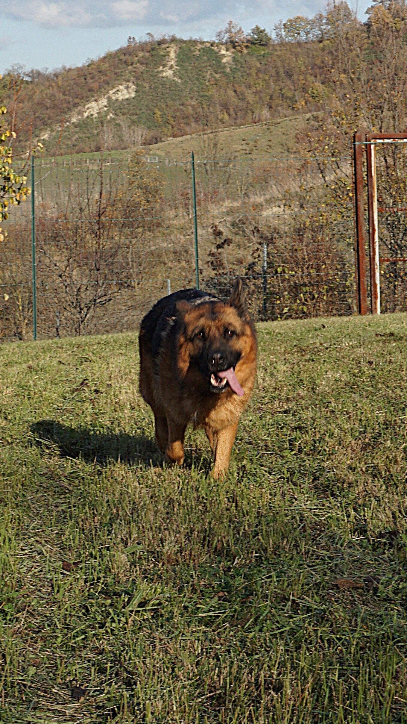 Cane da pastore tedesco che cammina sull'erba, con la lingua fuori, davanti a uno sfondo collinare.