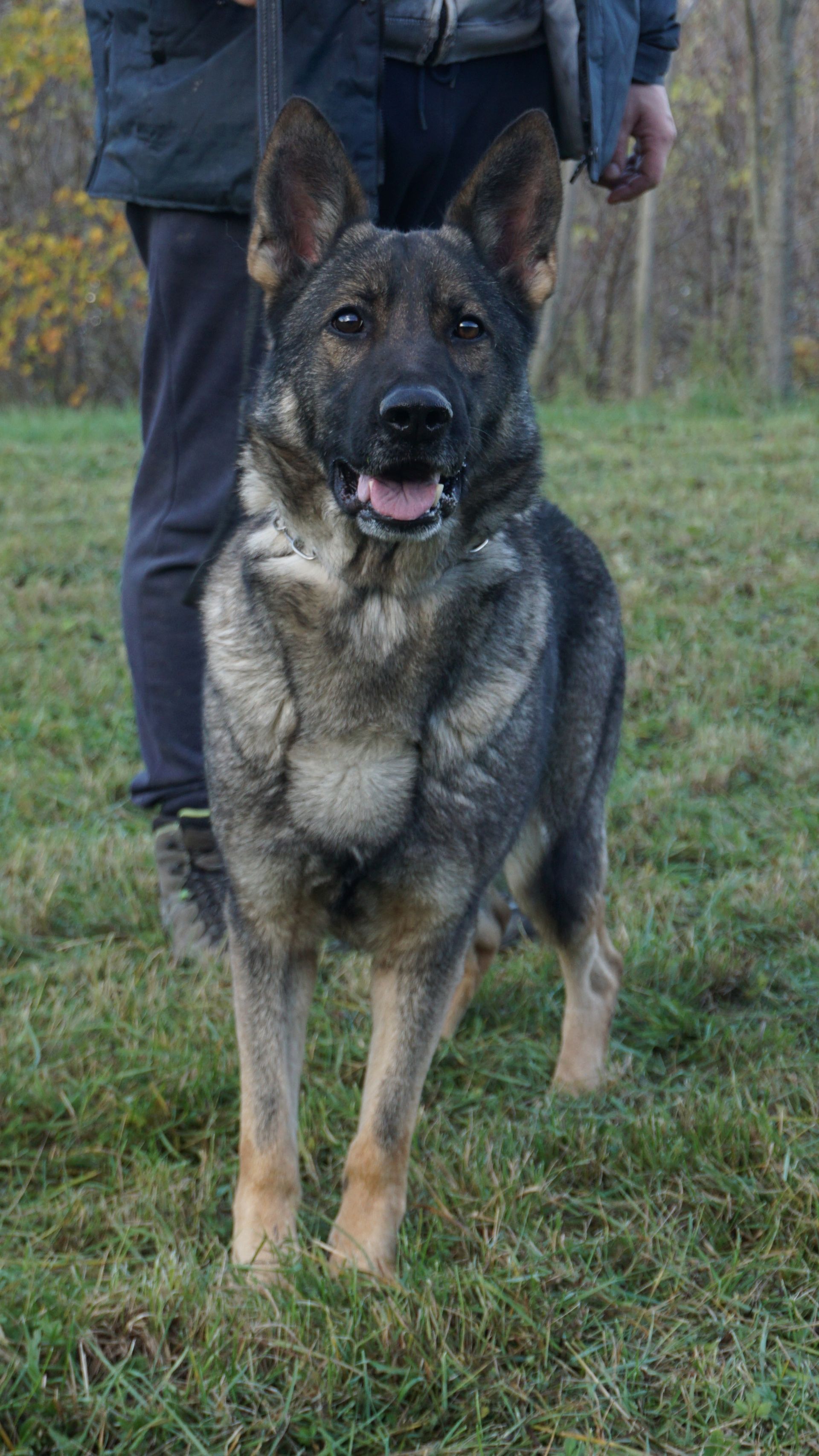 Un pastore tedesco in piedi sull'erba, con il guinzaglio al collo. Il cane guarda la telecamera con la lingua fuori.