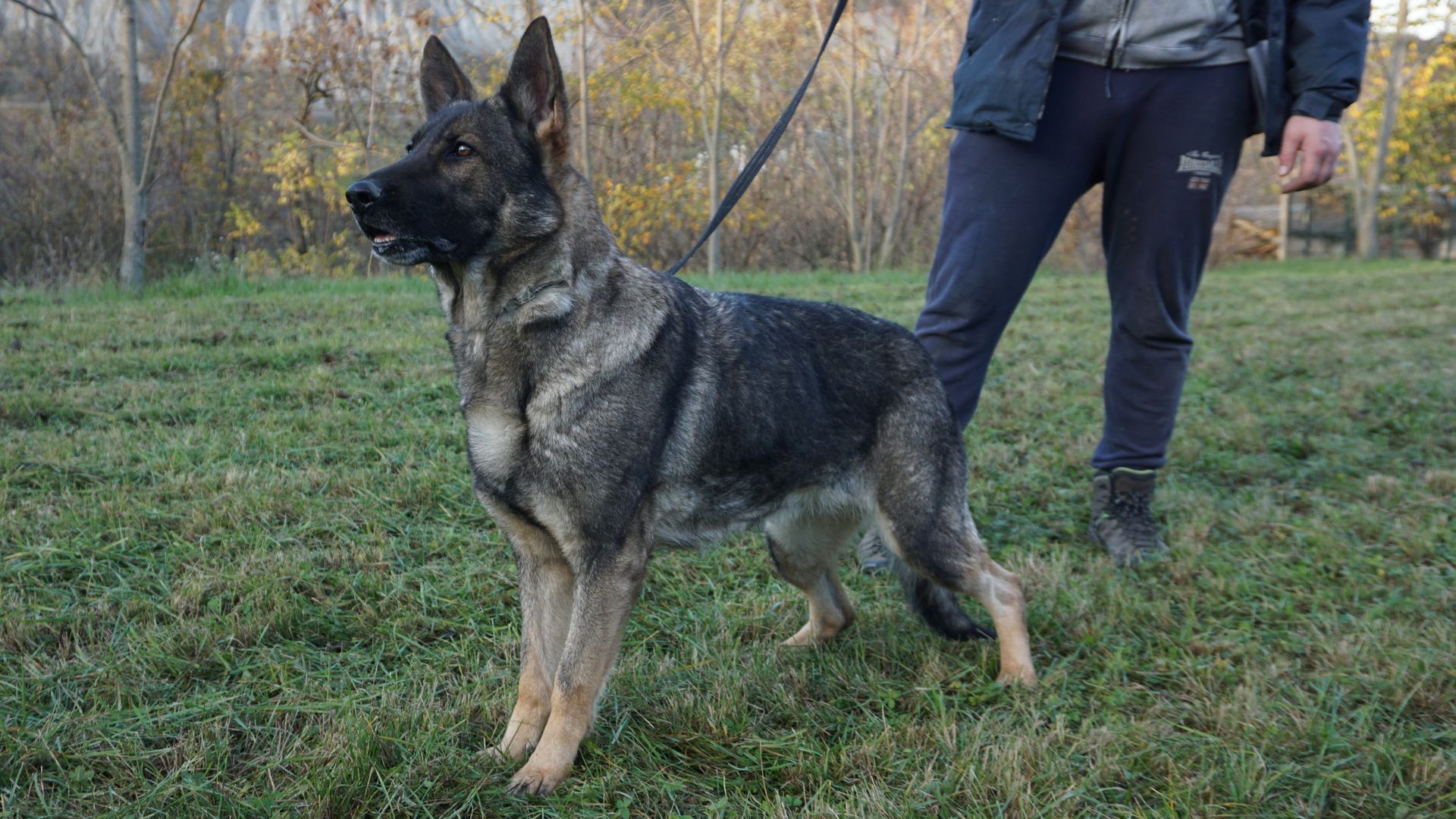 Un pastore tedesco al guinzaglio, in piedi sull'erba. Il cane è grigio e marrone chiaro. Una persona tiene il guinzaglio.