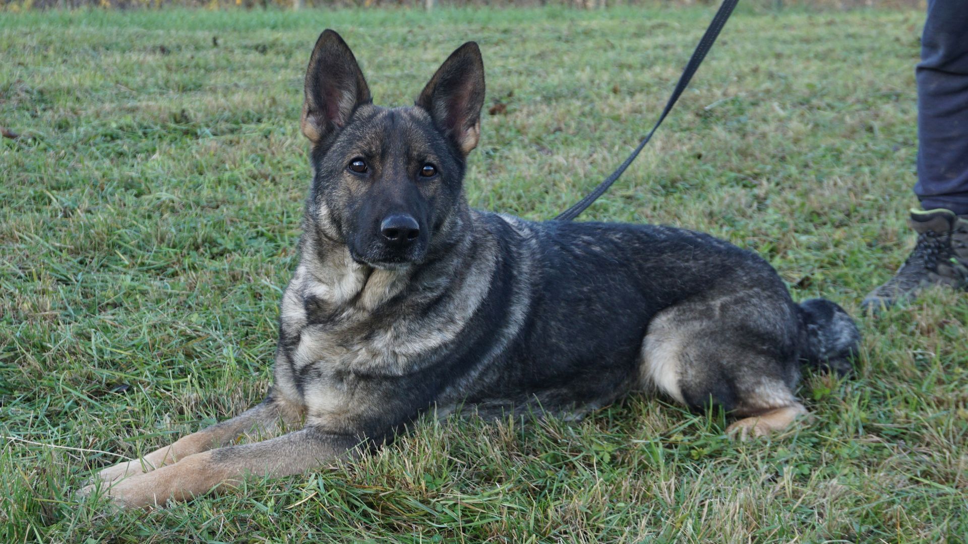 Un cane pastore tedesco, dal pelo grigio e nero, sdraiato sull'erba, con lo sguardo rivolto in avanti, al guinzaglio.