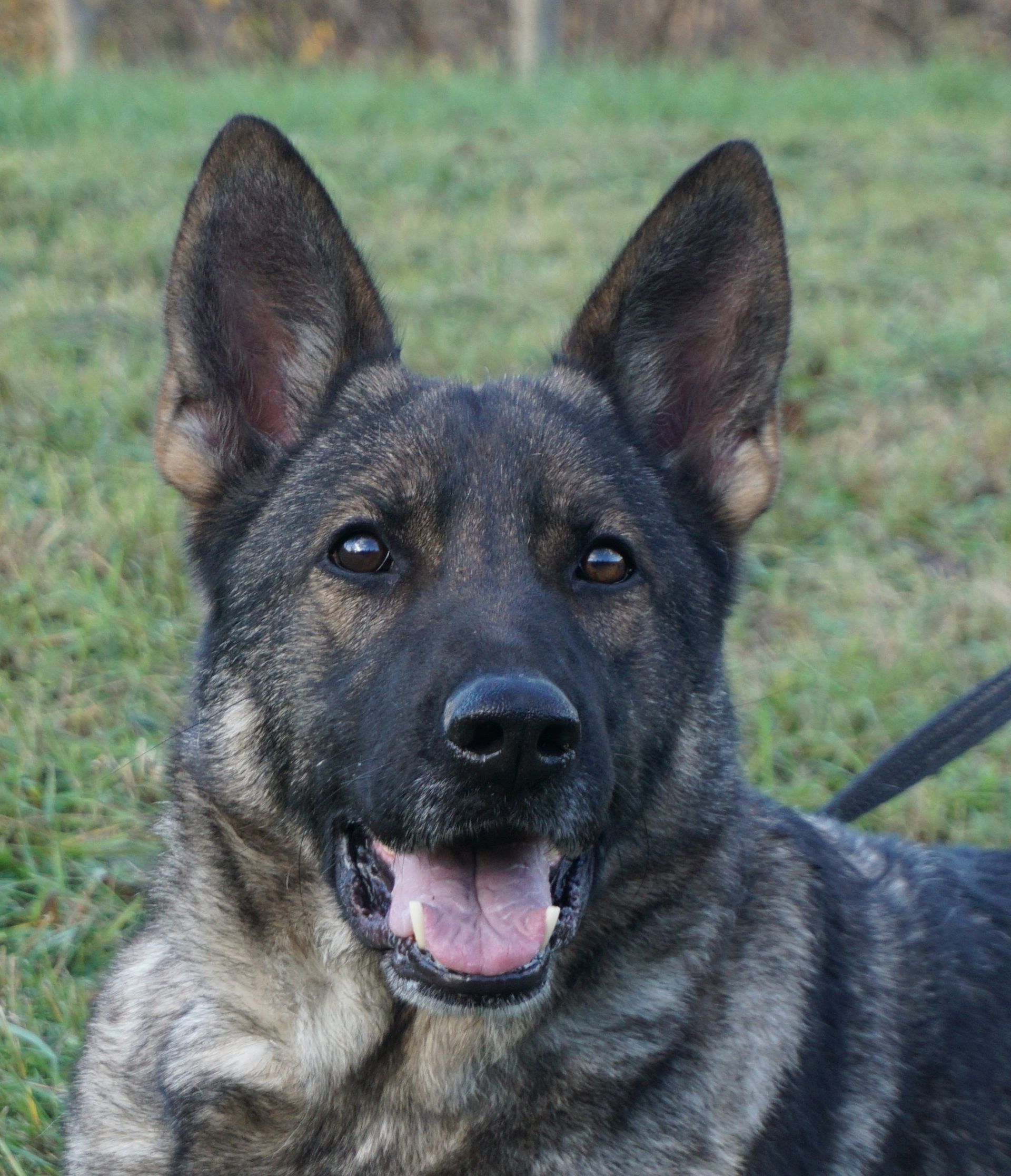 Cane da pastore tedesco, mantello tigrato, all'aperto, sorridente con la bocca aperta, espressione attenta.