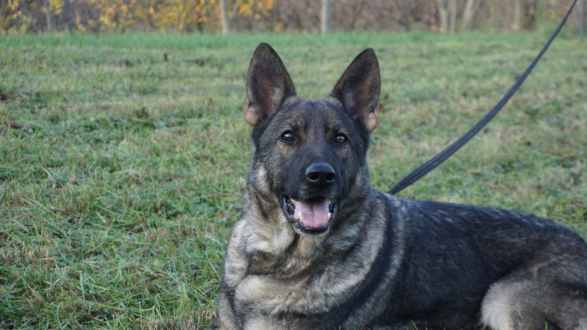 Cane da pastore tedesco, sdraiato sull'erba, pelo scuro, espressione attenta, bocca aperta.