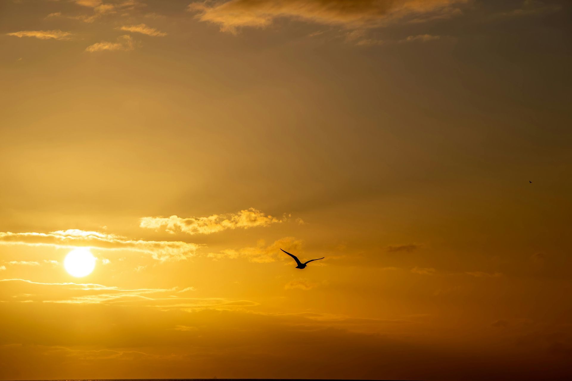Golden sunset with clouds; a bird flies across the sky, sun visible.