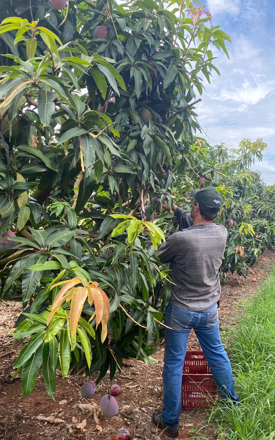 Bruno Rufino produtor de manga da cidade de itapolis