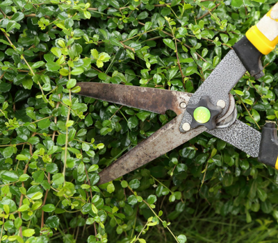 A pair of open, metal hedge shears held against a dense green shrub.