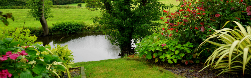 A calm pond framed by lush green grass, flowering shrubs, and a large tree, with a bright meadow in the background.