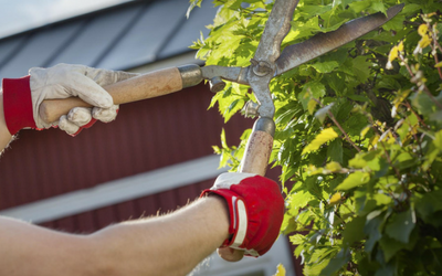 bush trimming