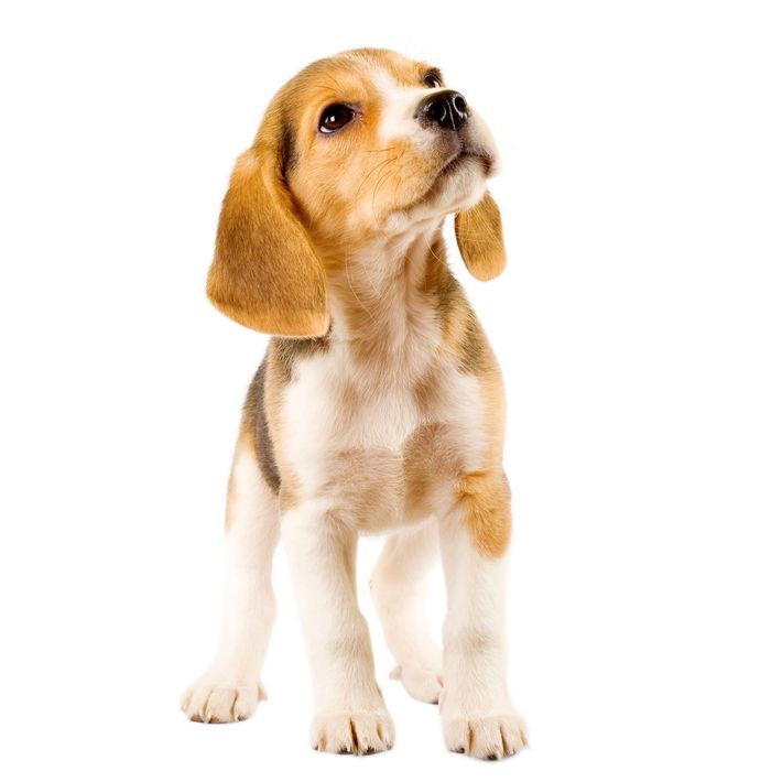 Little puppy