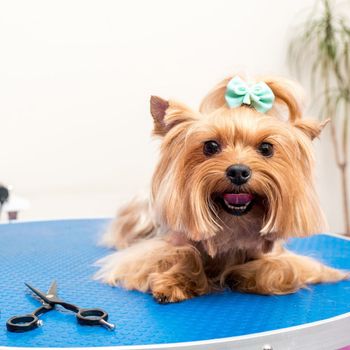 Pet being groomed