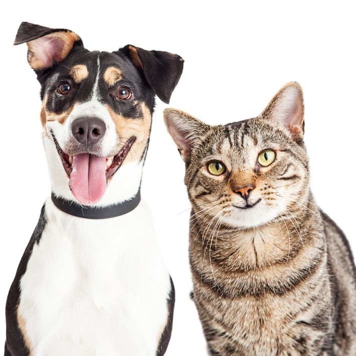 Cat & Dog