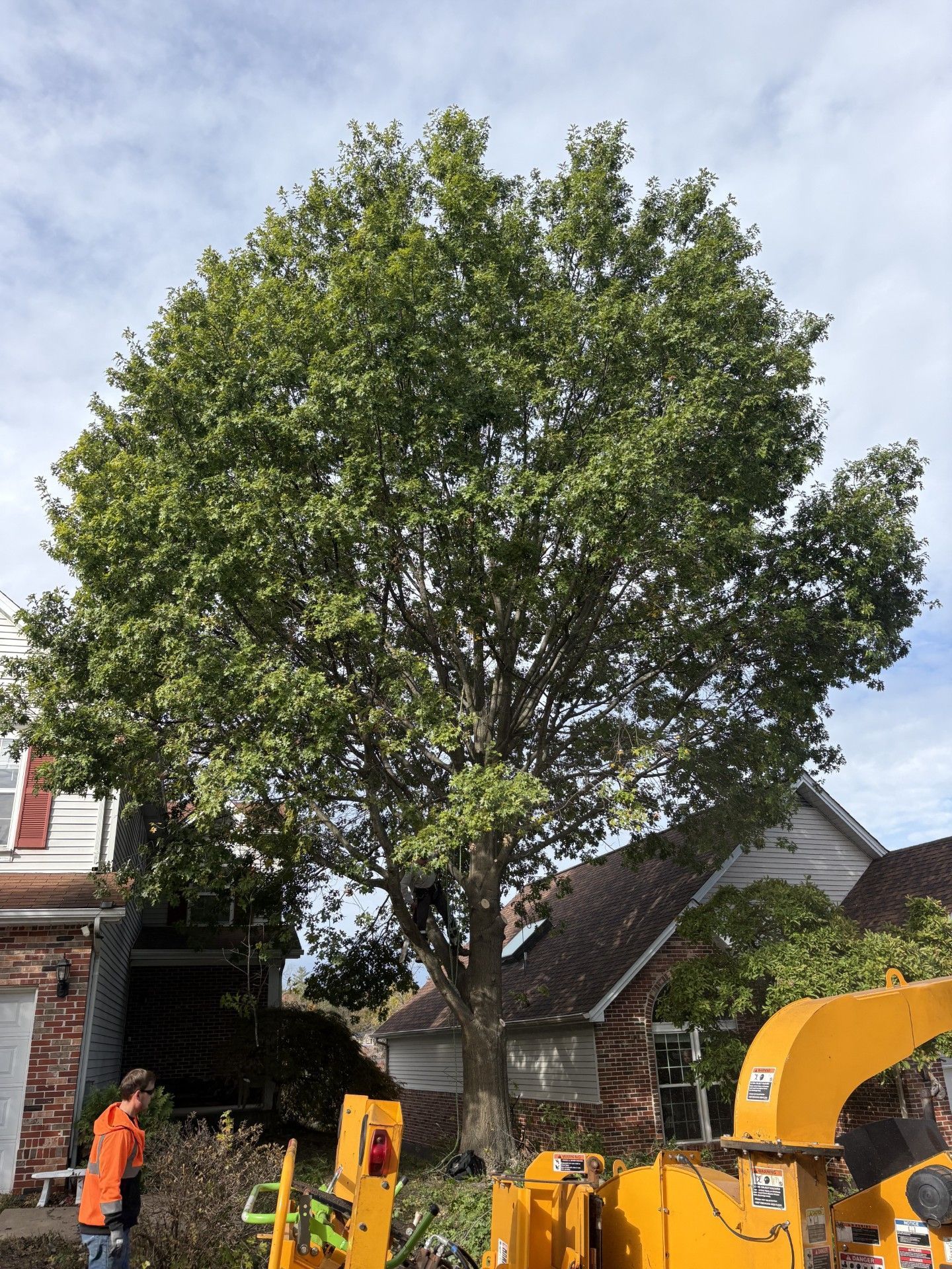 A large tree being trimmed in front of a house, with a wood chipper and a worker in an orange vest.