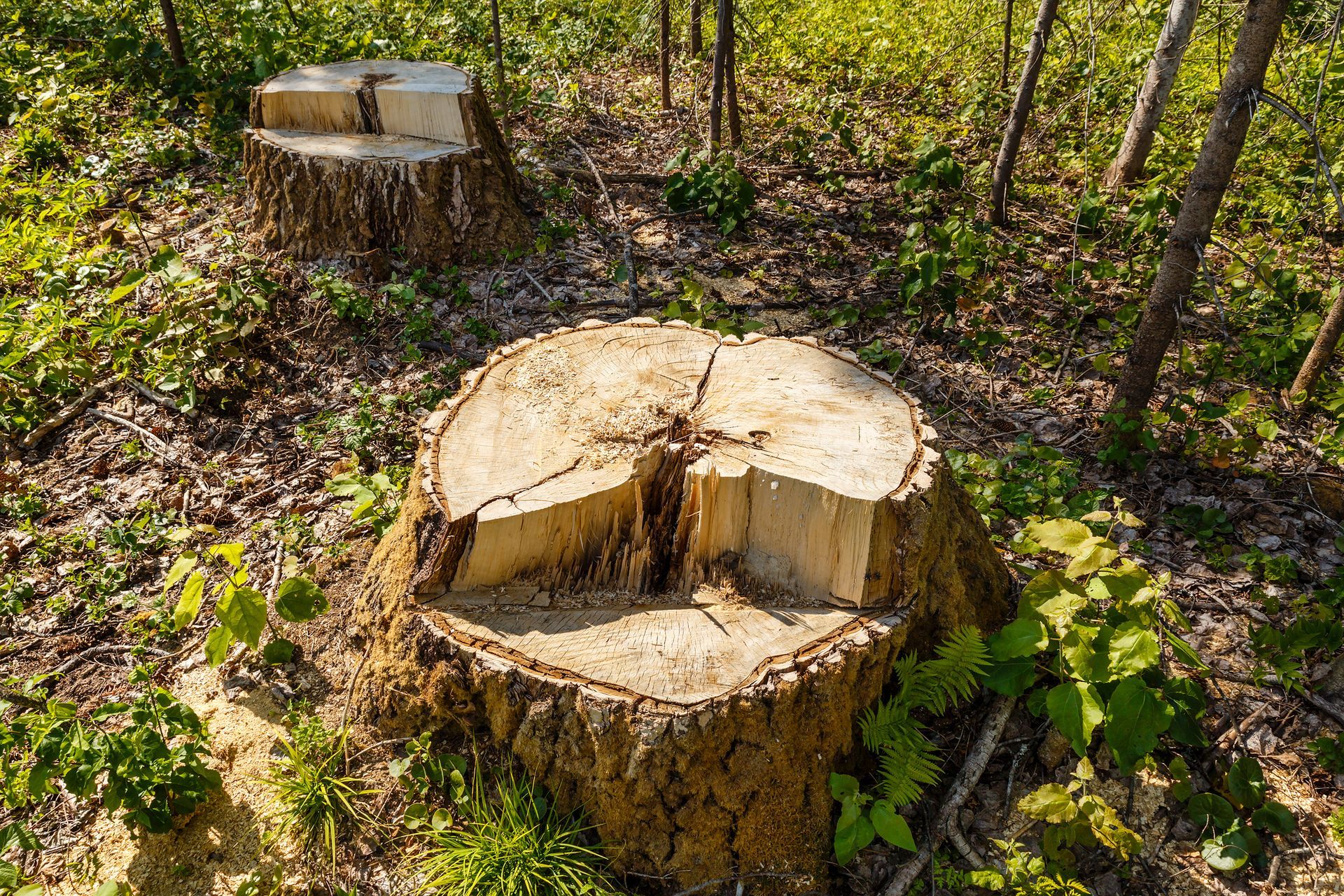 Two tree stumps in a forest clearing. One has a notched top. Sunlight bathes the scene.