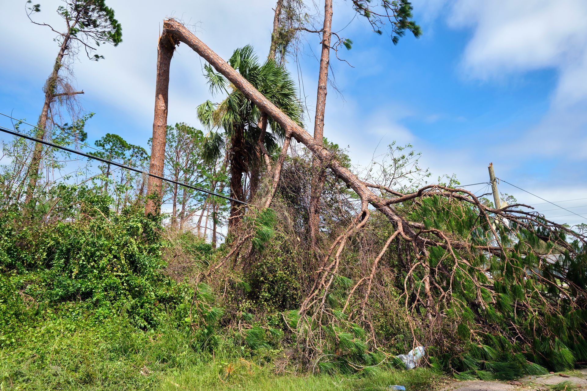 Fallen tree blocking power lines, likely due to storm damage. Green foliage, blue sky.