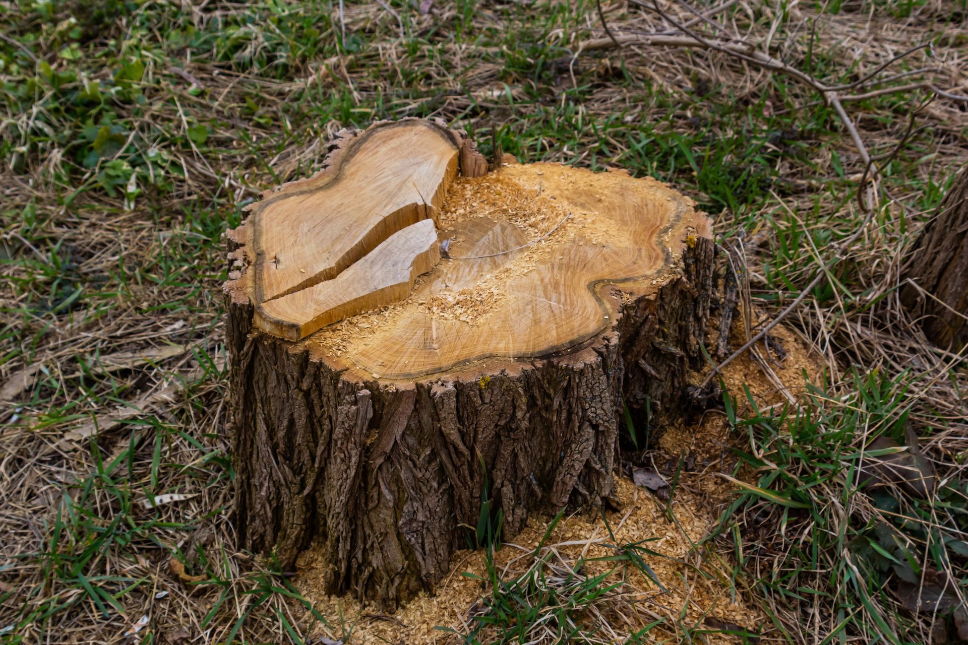 Tree stump cut flush with ground, showing fresh cut, sawdust, and surrounding grass.