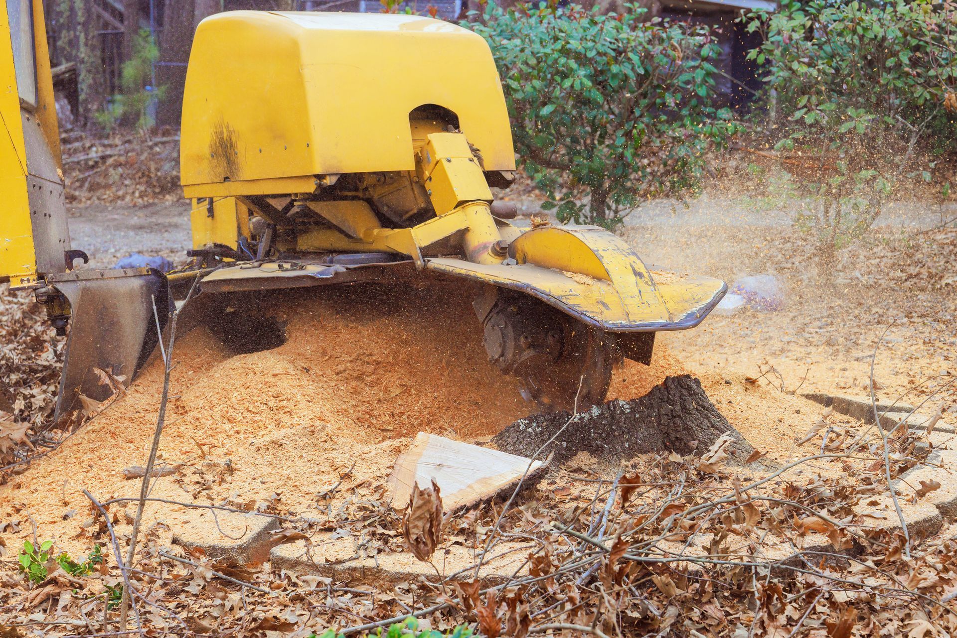 Yellow stump grinder grinding wood into sawdust in a wooded area.
