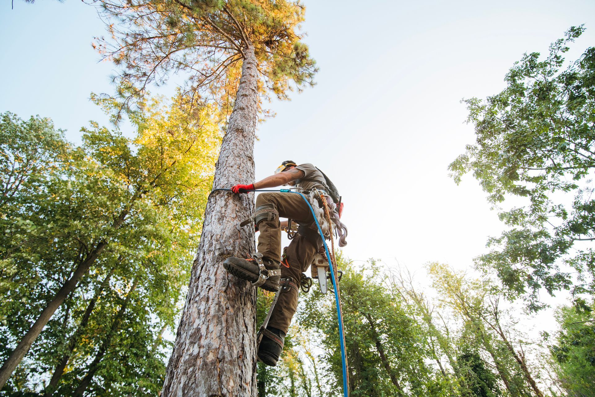 Arborist wearing safety gear climbing tall tree with a chainsaw.