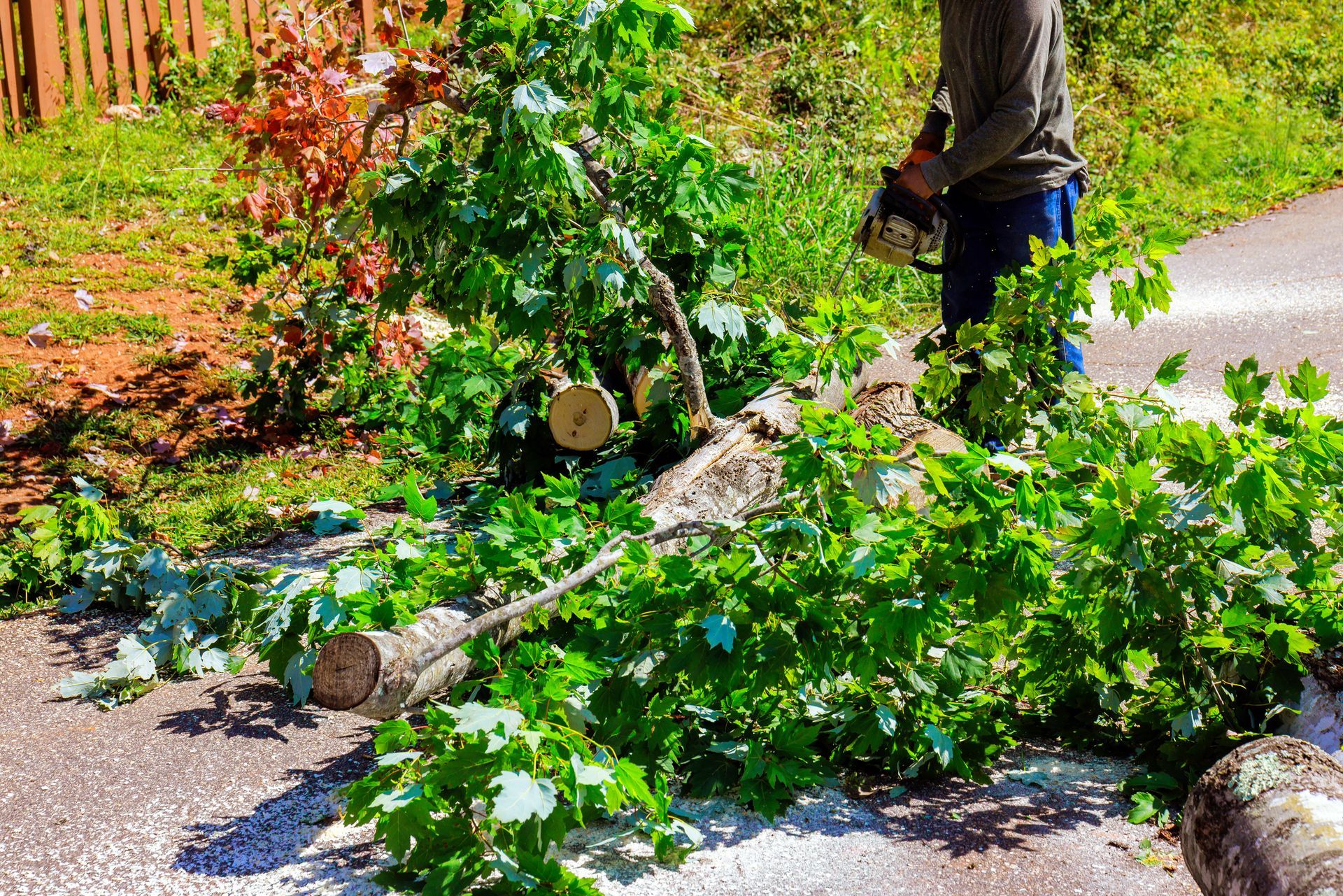 Man using a chainsaw to cut a fallen tree on a driveway. Green leaves and white sawdust present.