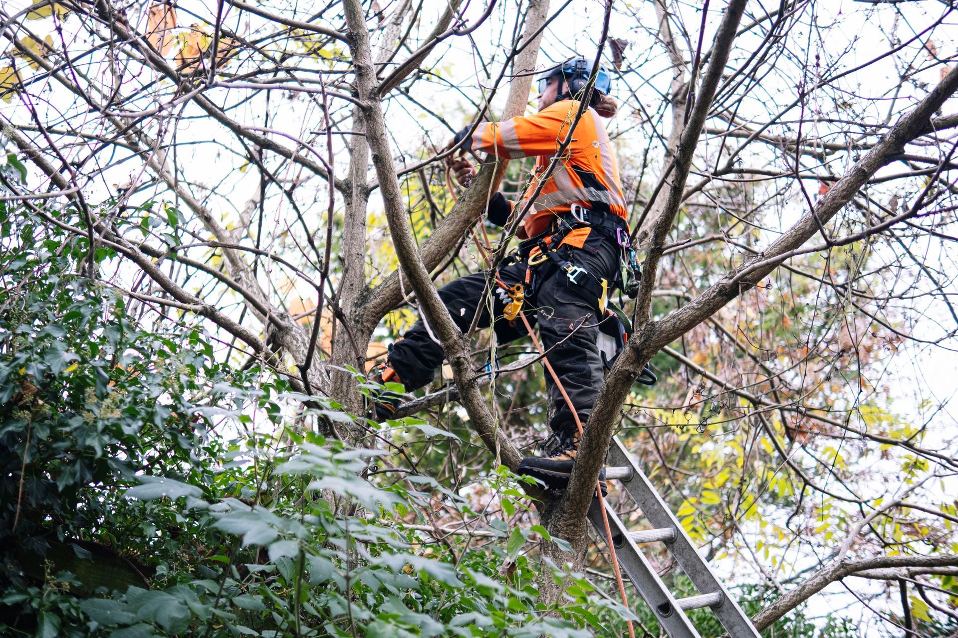 Arborist trimming tree branches from a ladder. Wearing safety gear, set among bare branches.