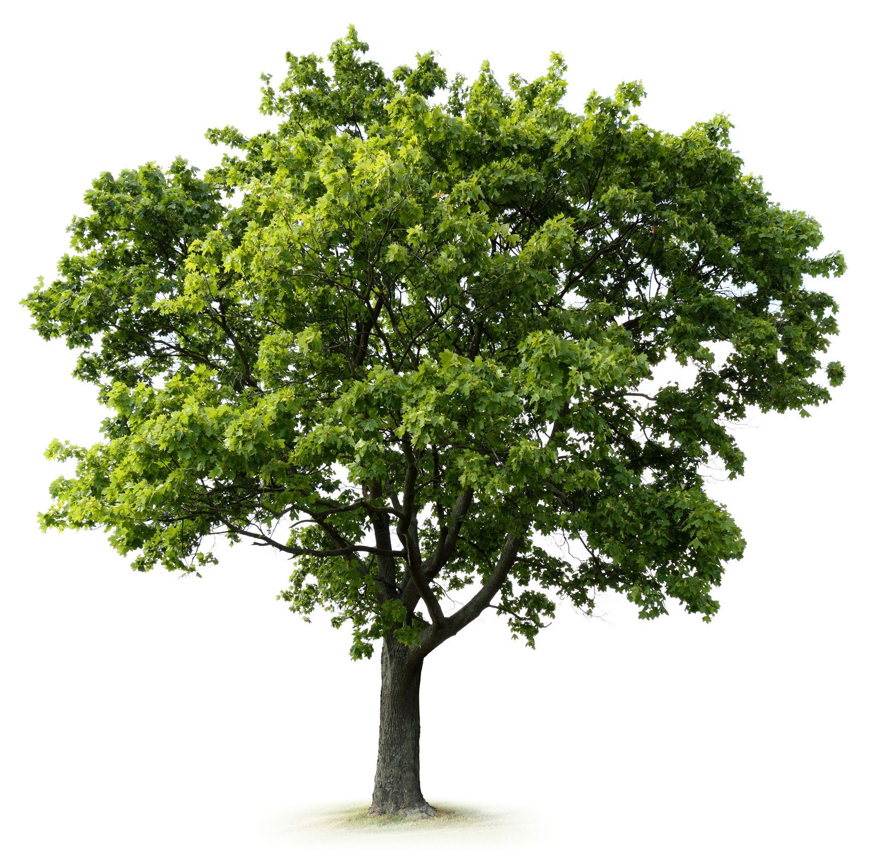 Oak tree with green leaves against a white background.