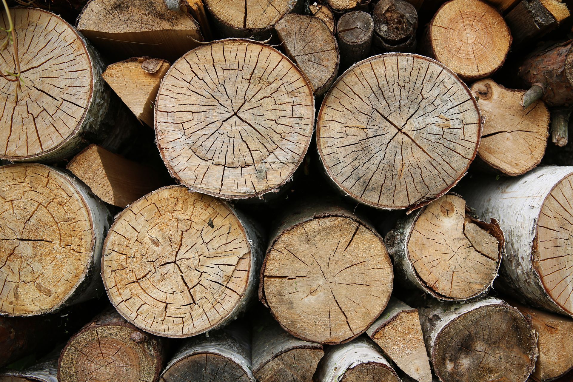 Pile of cut firewood logs, showing circular ends with cracked surfaces.