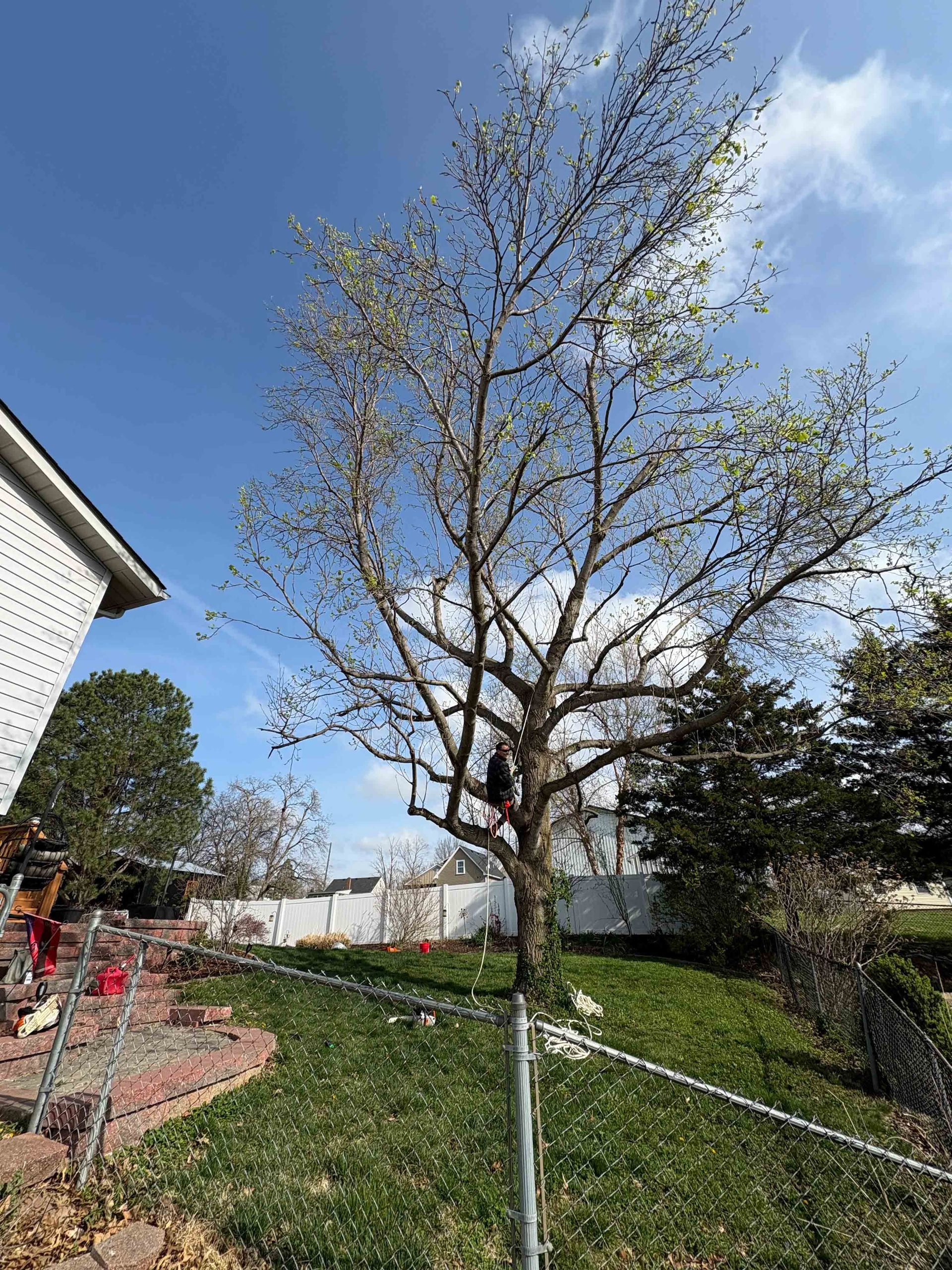 A leafy tree with green foliage, a person in an orange vest, and a yellow wood chipper by a brick house.
