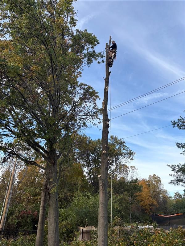 A leafy tree with green foliage, a person in an orange vest, and a yellow wood chipper by a brick house.