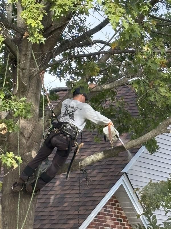 A truck parked near a large tree and a small house under a blue sky.