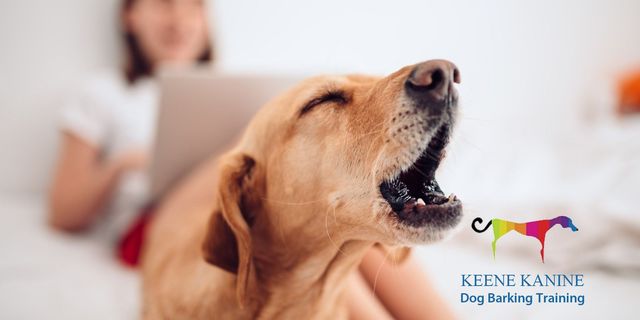 Dog Barking Training by Maureen Keene of Keene Kanine