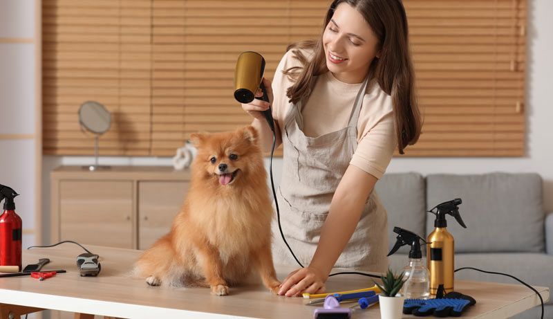 A woman is grooming a fluffy Pomeranian dog on a table with a hairdryer. The dog looks happy.