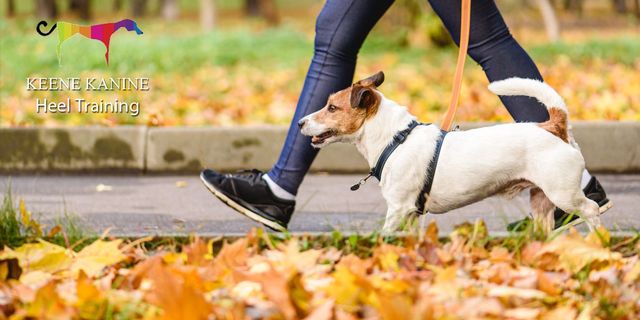 Walk to heel dog clearance training