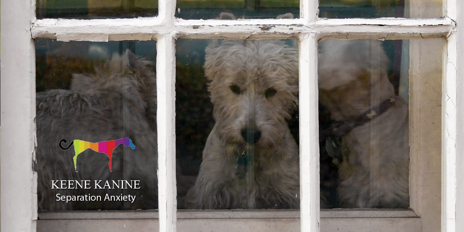 Top Dog Separation Anxiety Training by Maureen Keene of Keene Kanine, Separation Anxiety Trainer in Long Beach and Nassau County. Free Consultation.