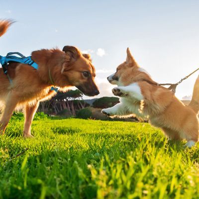 Dog Socialization Trainer