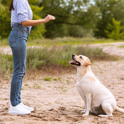 About Maureen Keene  Dog Training Methods